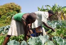 The Future of Organic Farming in Africa