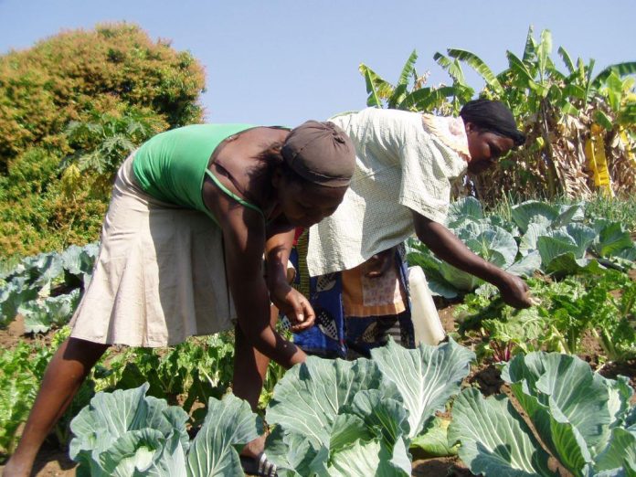 The Future of Organic Farming in Africa