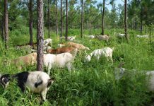 Step-by-Step Guide to Profitable Agroforestry: 10 Practical Tips for Farmers Profitable Agroforestry