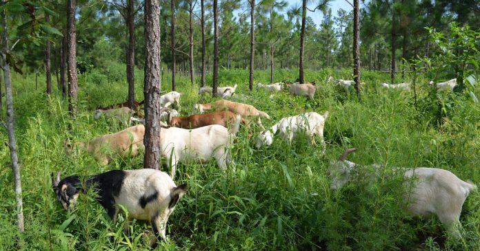 Profitable Agroforestry