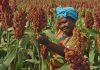 Best 10 Sustainable Crops for African Farmers: Climate-Friendly Choices