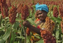 Best 10 Sustainable Crops for African Farmers: Climate-Friendly Choices sorghum sustainable crops for african farmers | Nobowa Learn