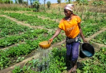 Profit More, Waste Less: 8 Sustainable Farming Practices You Need Today sustainable-farming-practices-nobowa.