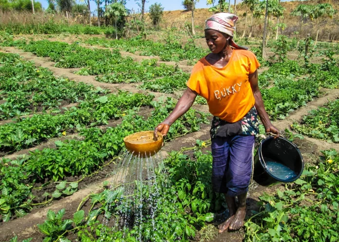 sustainable-farming-practices-nobowa.