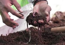 How to Start an Organic Farm in Africa: A Complete Beginner’s Guide how to start organic farming in africa