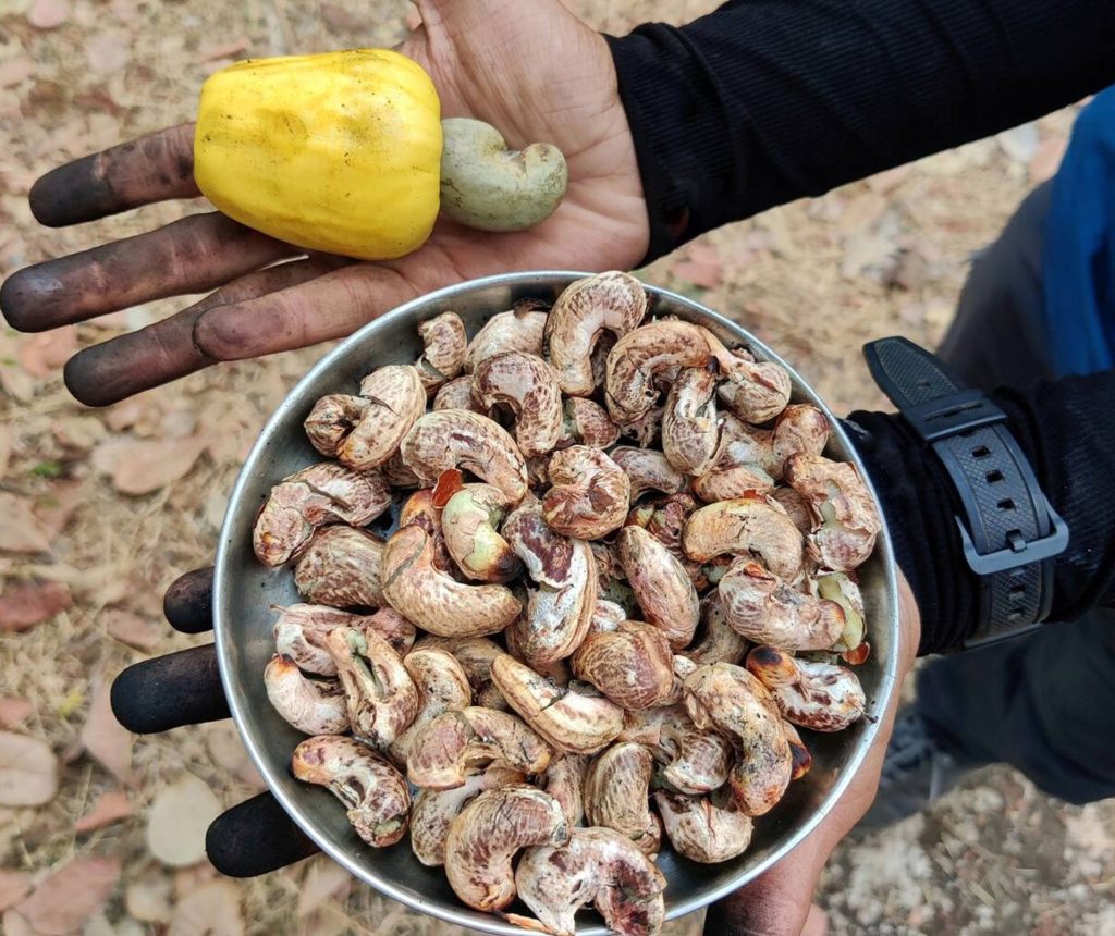 sustainable cashew farming