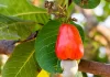 The Ultimate Guide to Sustainable Cashew Farming: From Planting to Harvesting sustainable cashew farming
