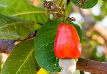 The Ultimate Guide to Sustainable Cashew Farming: From Planting to Harvesting sustainable cashew farming