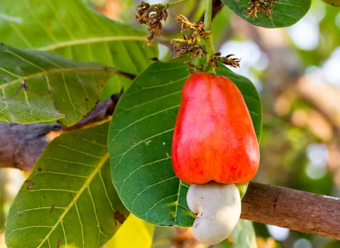 sustainable cashew farming