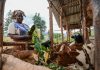 Top 7 Practices for Sustainable Livestock Production in Africa sustainable livestock farming 2