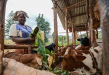 sustainable livestock farming 2
