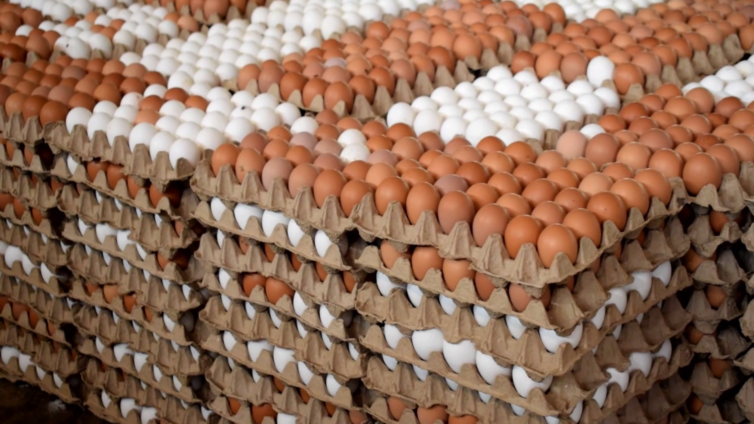 Farm-Fresh Eggs – Naturally Nutritious, Straight from the Coop