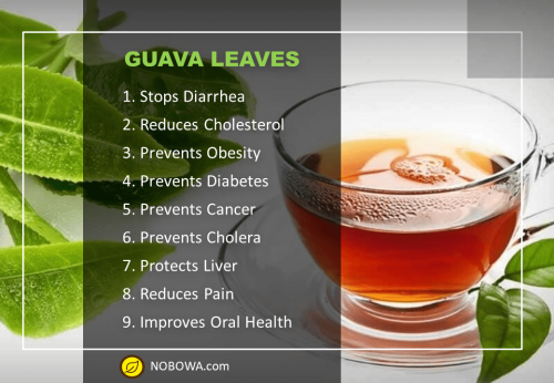 guava health benefits agricultural info gallery
