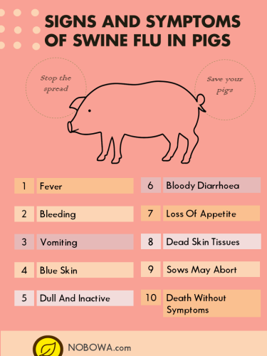 pigs swine flu signs and symptoms