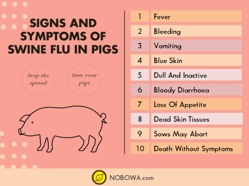 pigs swine flu signs and symptoms agricultural info gallery