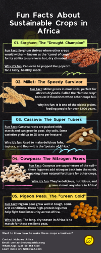 Facts-About-Sustainable-Crops-in-Africa-Infographic-4