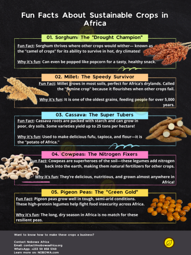 Facts-About-Sustainable-Crops-in-Africa-Infographic-5