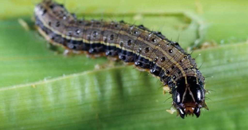 identify fall armyworm