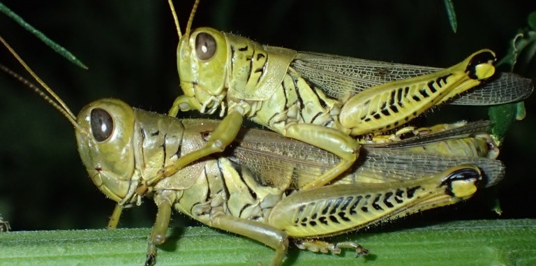 Melanoplus spp. | NOBOWA.com