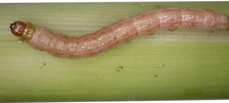 insect pests of maize