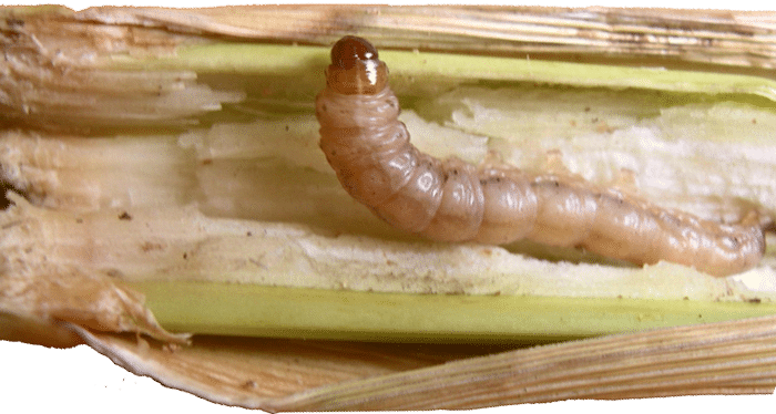 insect pests of maize