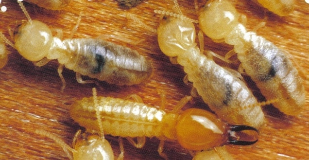 insect pests of maize