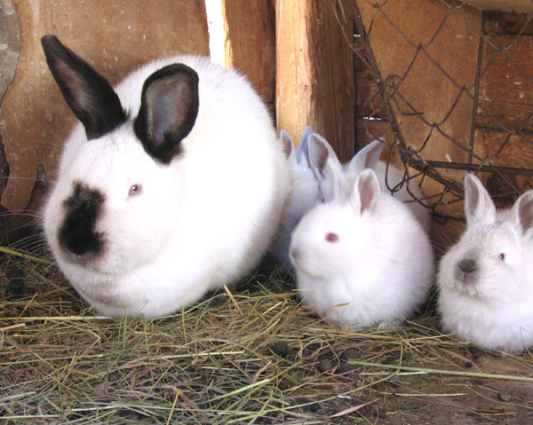 Californian white Rabbit breed