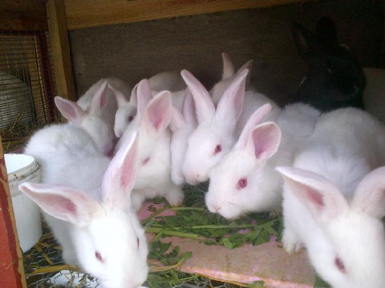 NEW-ZEALAND-WHITE-RABBITS