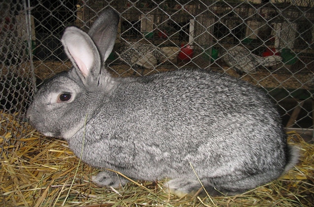 chinchilla-rabbit