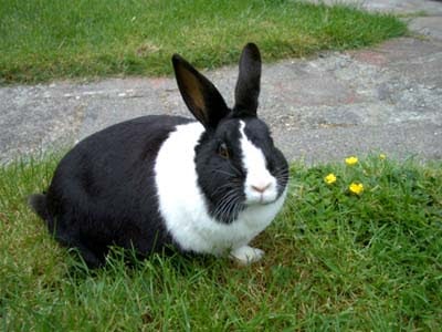 dutch-rabbit