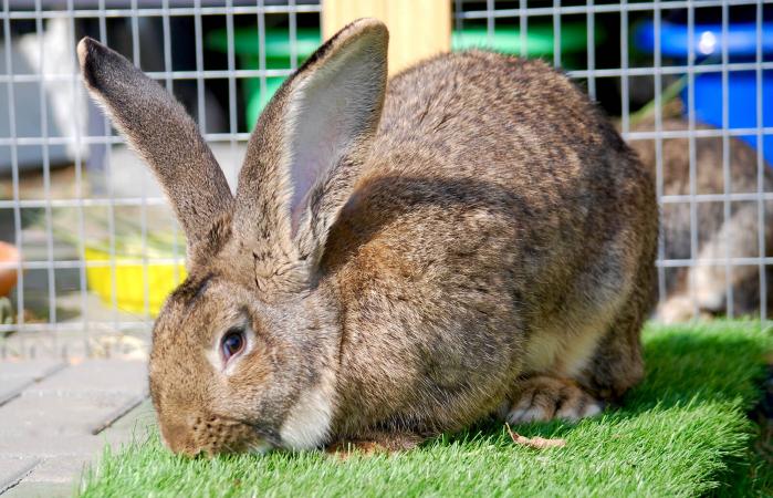 flemish-giant-rabbit