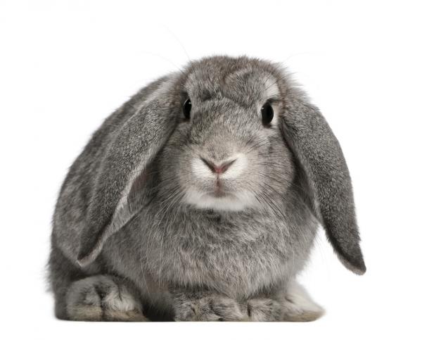 french lop rabbit