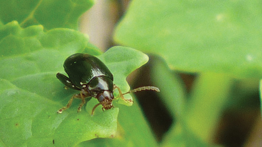 Cabbage Stem Flea Beetle | NOBOWA.com