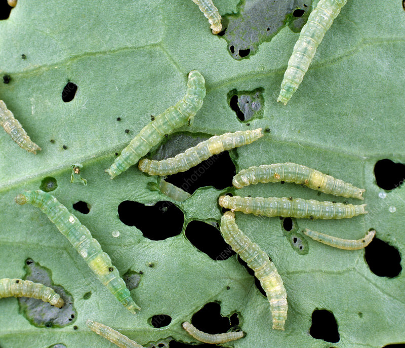 cabbage pests