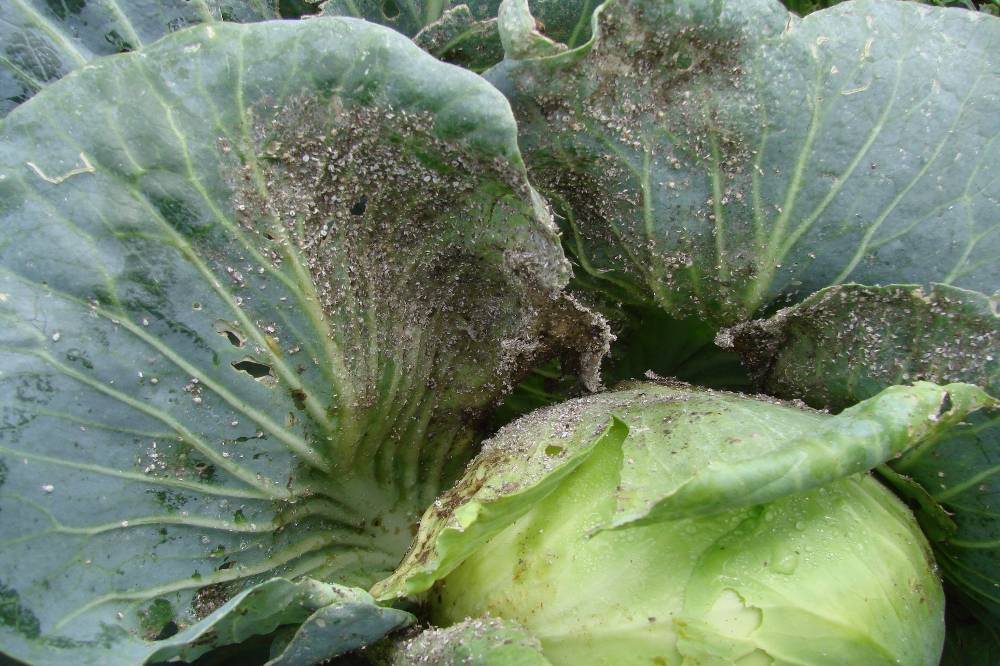 cabbage pests