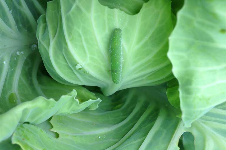 cabbage pests