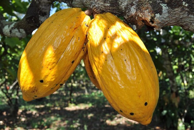 Rare Hybrid Forastero Cocoa Fruit | NOBOWA.com