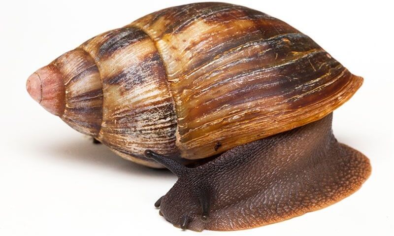 achatina marginata | NOBOWA.com