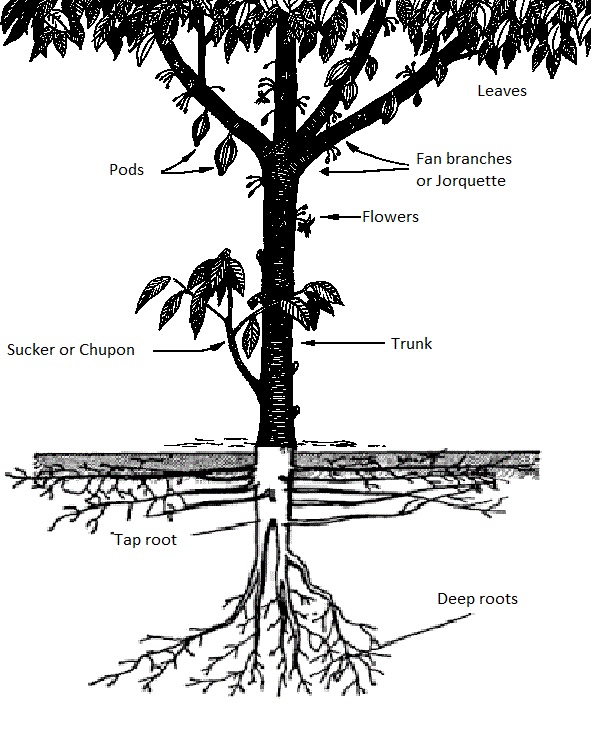 parts of the cocoa plant