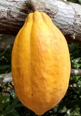 small yellow forastero cacao | NOBOWA.com