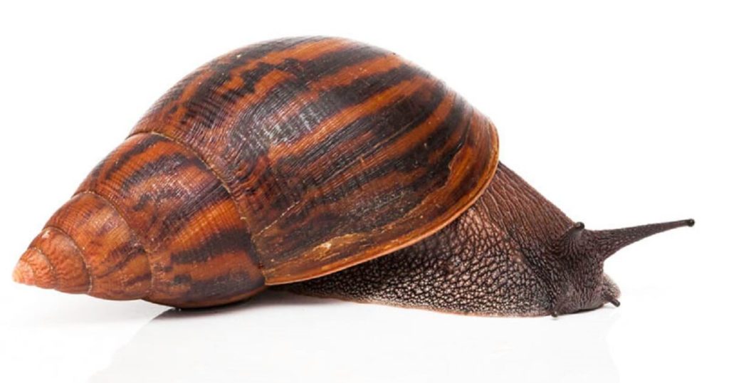 type of snails